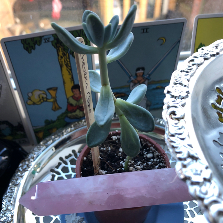 Photo of the plant species echeveria cara by @stardustchords named penny on Greg, the plant care app