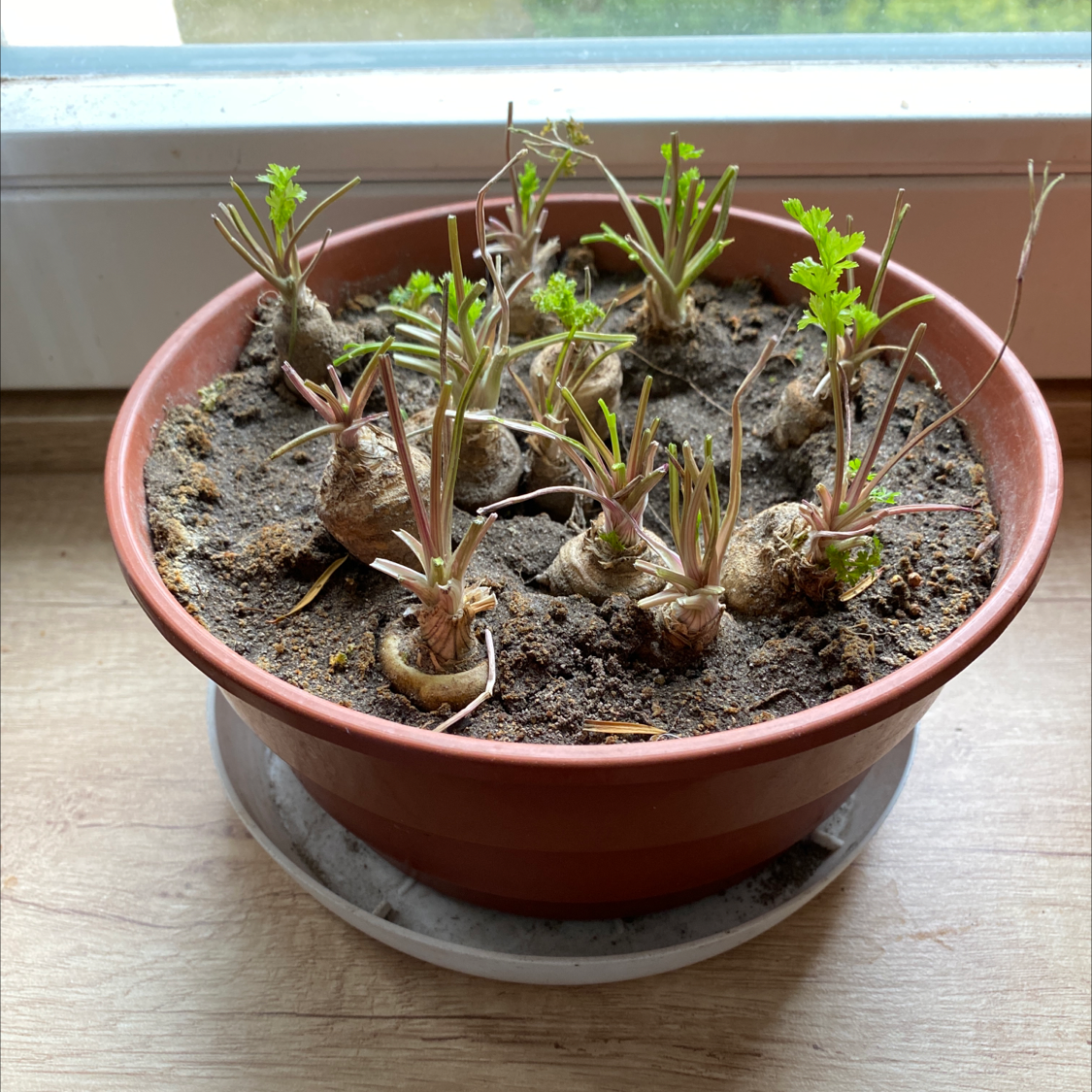 Potted Italian Parsley with some new growth and signs of stress, including dry and discolored stems.
