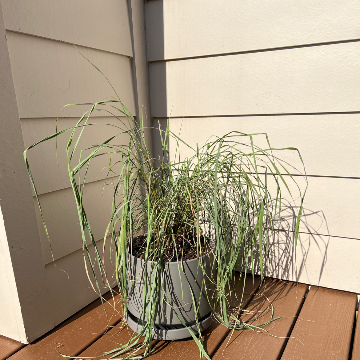 Potted Lemon Grass plant on a wooden deck with sunlight exposure.