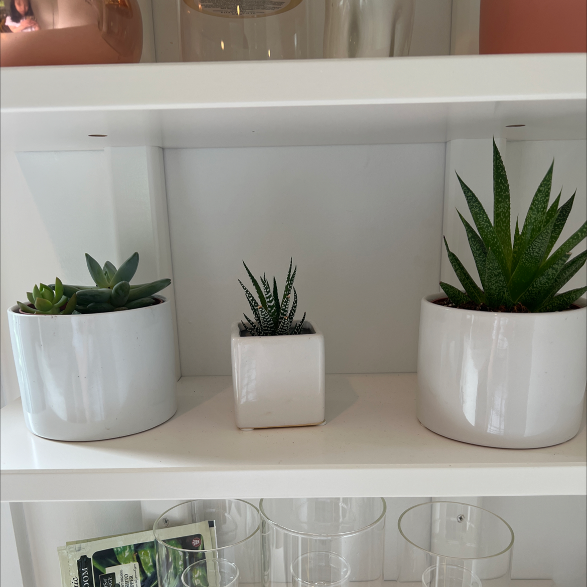 Three potted succulent plants on a shelf, appearing healthy and well-maintained.