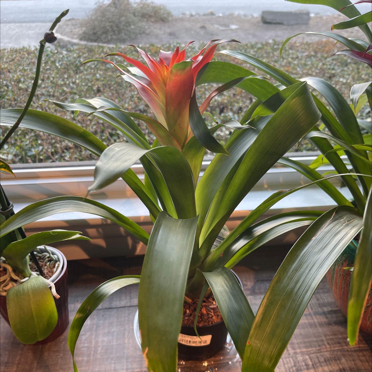 Blushing Bromeliad with vibrant green leaves and a central red inflorescence, well-framed and in focus.