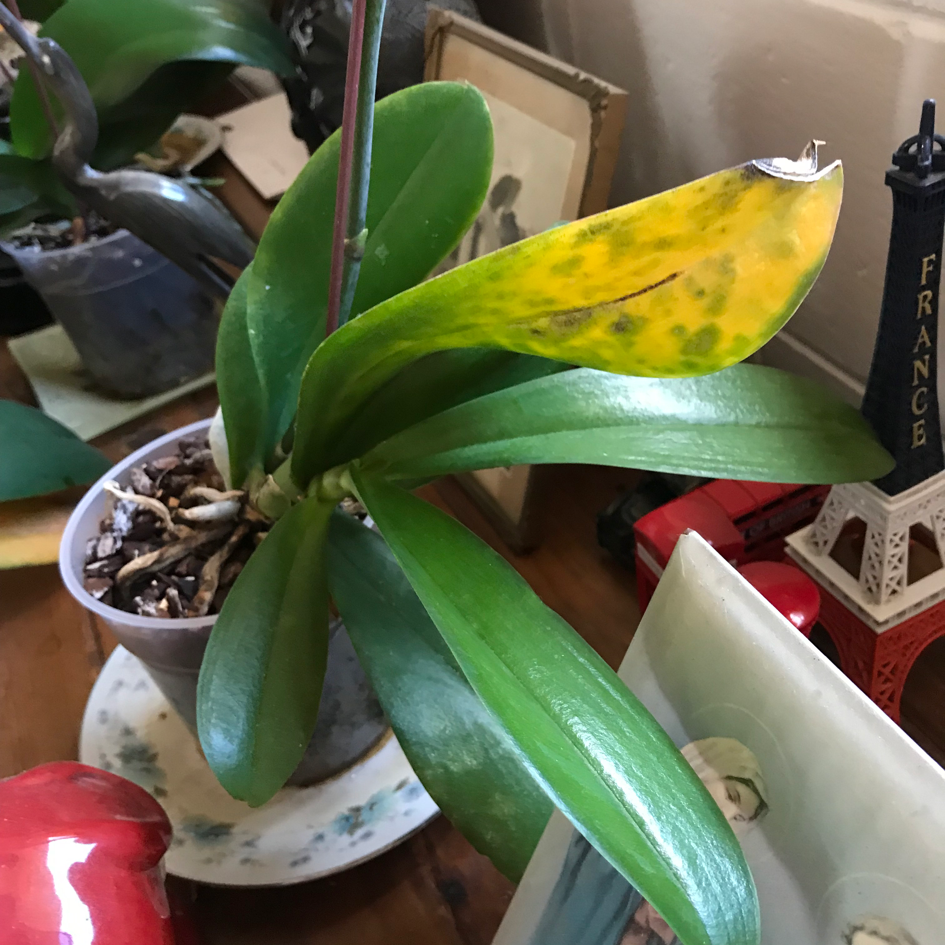 Photo of the plant species Guarianthe aurantiaca by @RegalAgboy named Orchiad on Greg, the plant care app