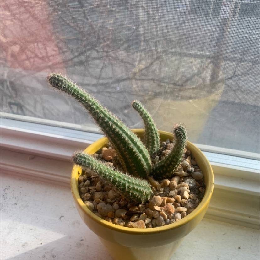 Potted Mexican Night-Bloom Cereus cactus on a windowsill with pebbles covering the soil.