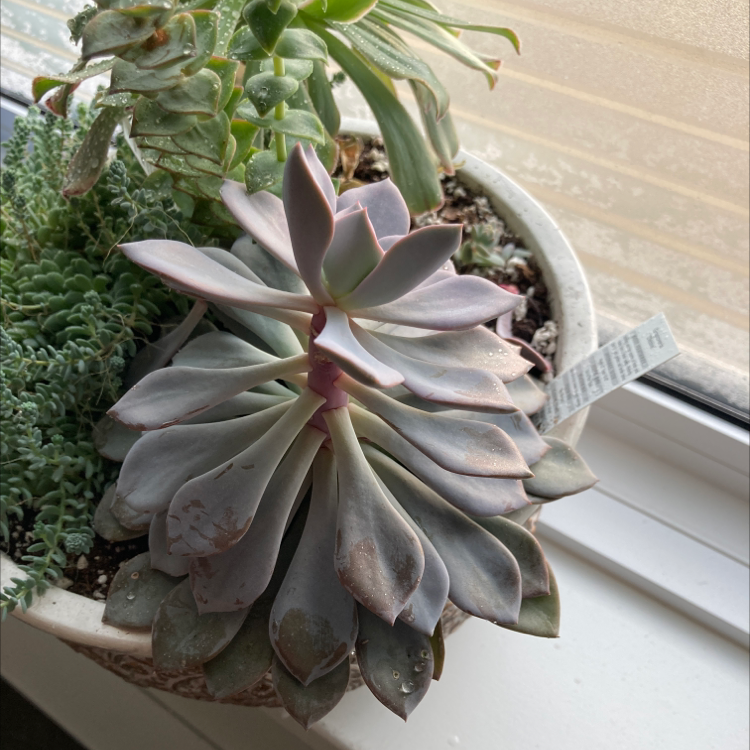 Graptoveria 'Debbie' succulent in a pot with other succulents, showing some leaf browning.