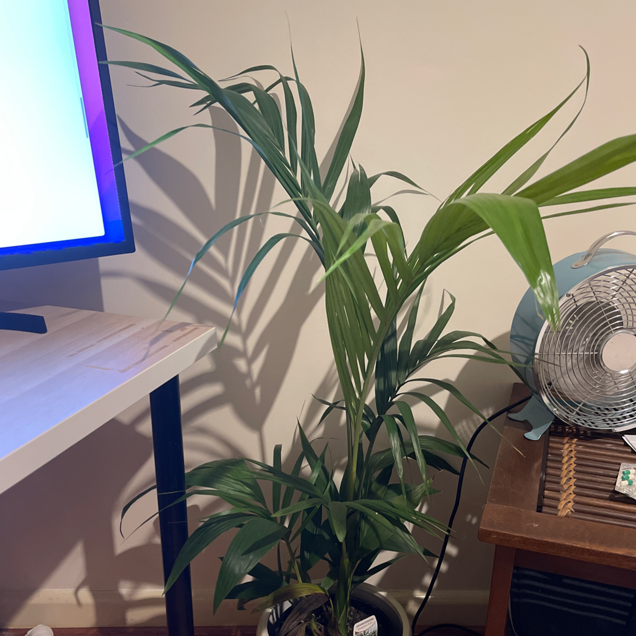 Indoor Bungalow Palm plant near a table and a fan, appearing healthy.