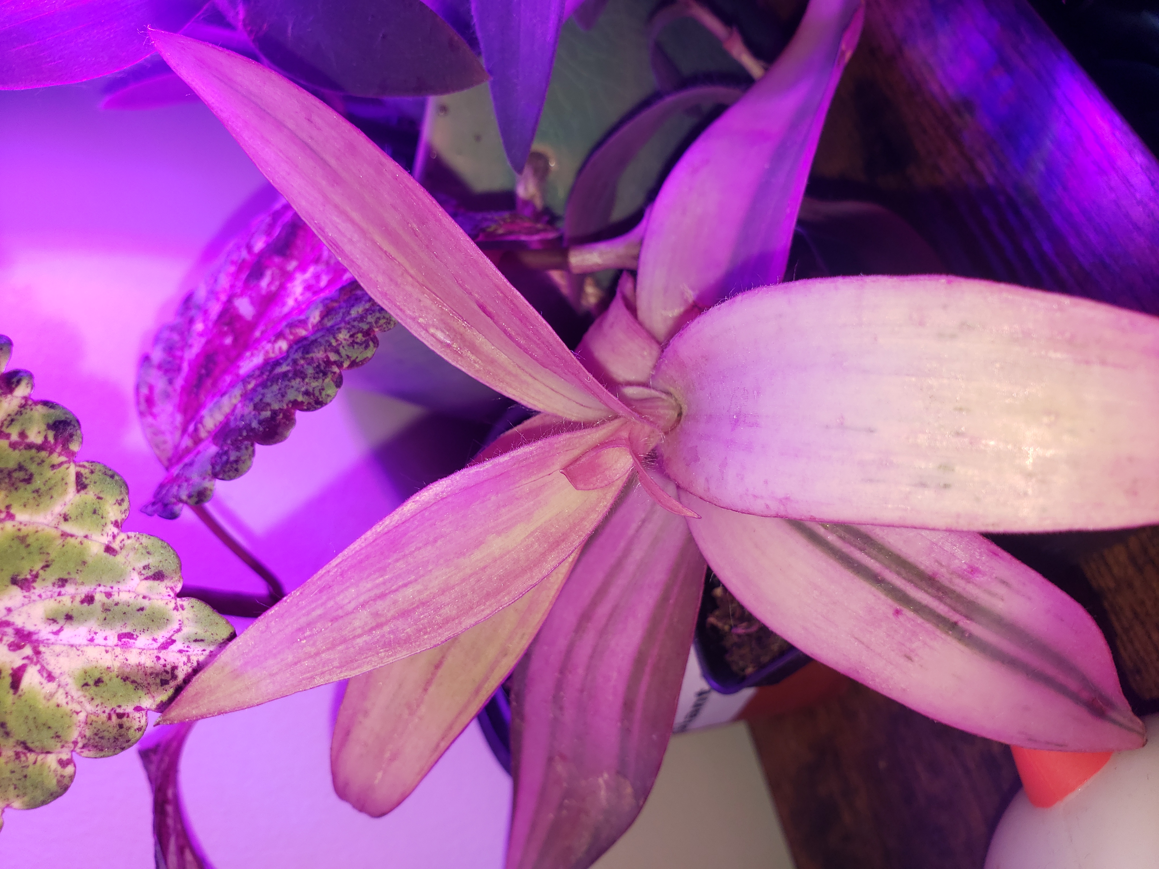 Pink Stripe Spiderwort plant with pinkish leaves, some browning visible.