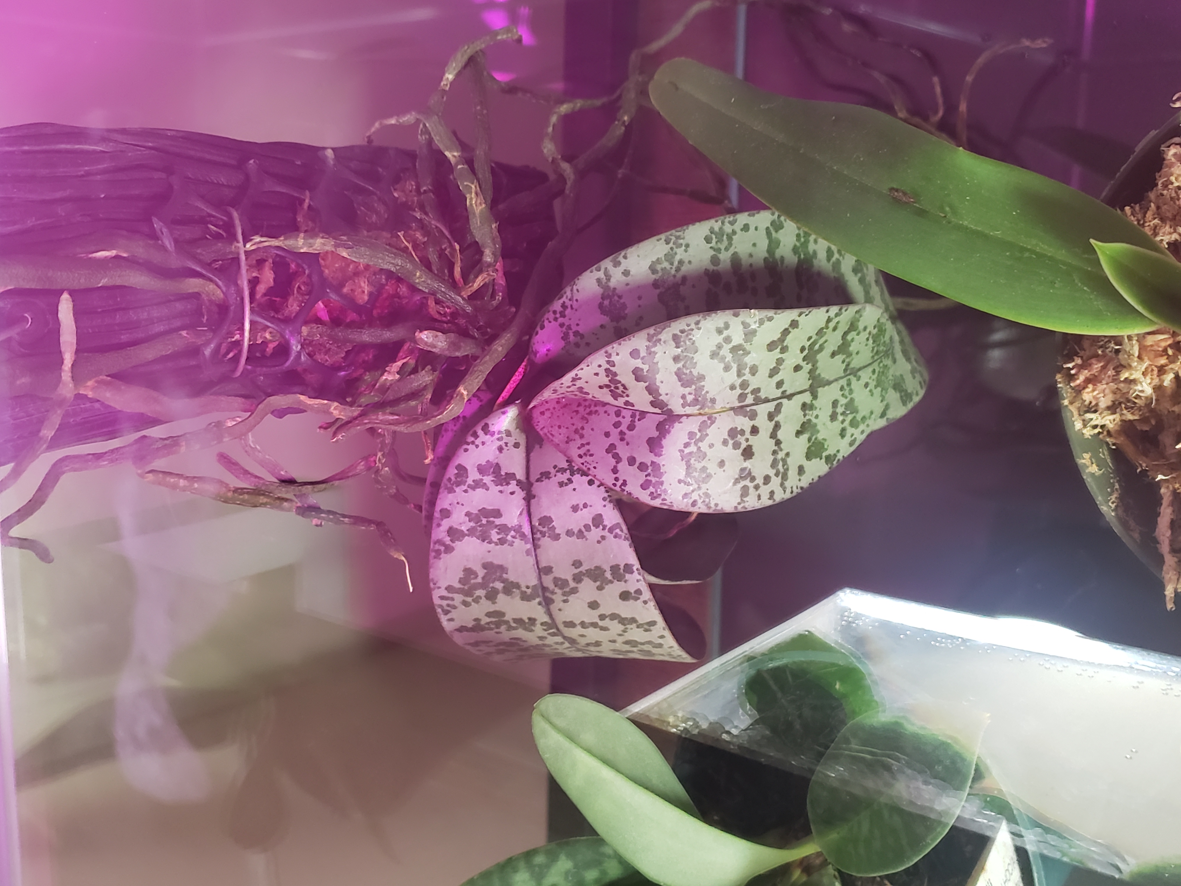 Photo of the plant species Phalaenopsis schilleriana by @Lunarawyn named Moonlight on Greg, the plant care app