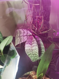 Phalaenopsis schilleriana plant