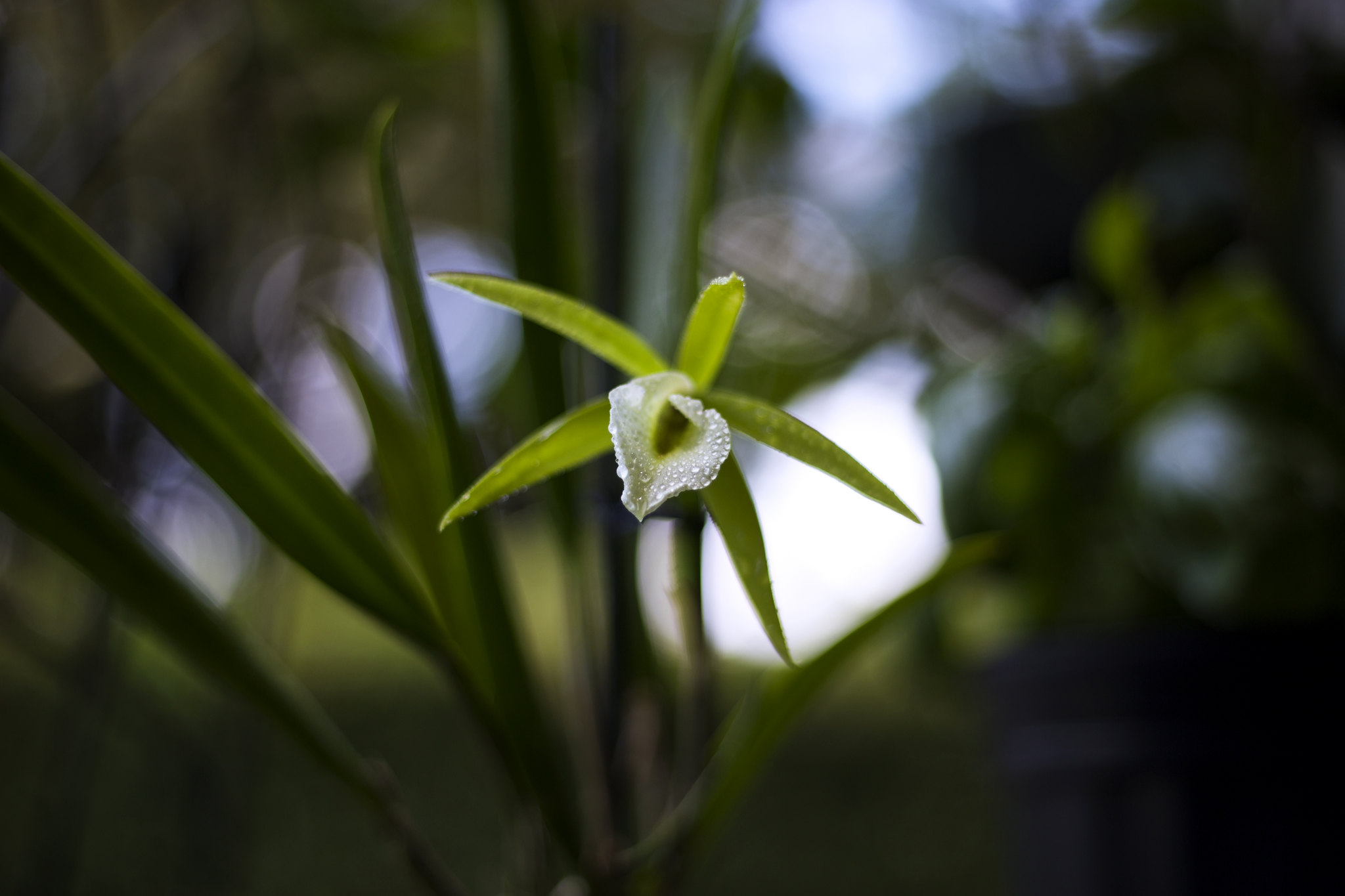 Photo of the plant species Cattleya by @Lunarawyn named Lime Sherbet on Greg, the plant care app