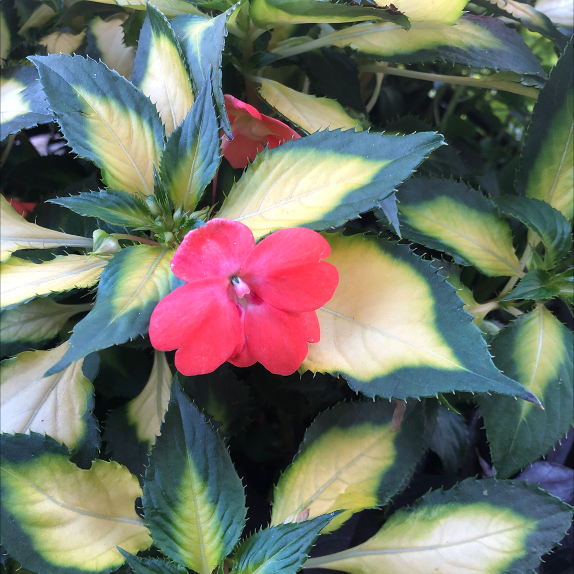 New Guinea Impatiens with variegated leaves and a red flower. Leaves show yellowing.