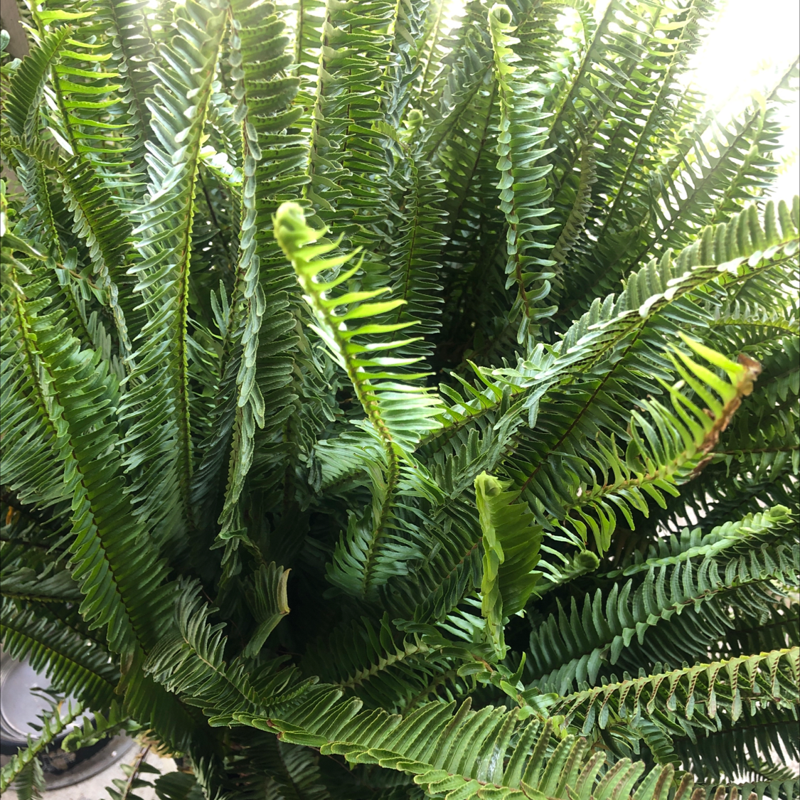 Image of a healthy Western Swordfern with dense green fronds.