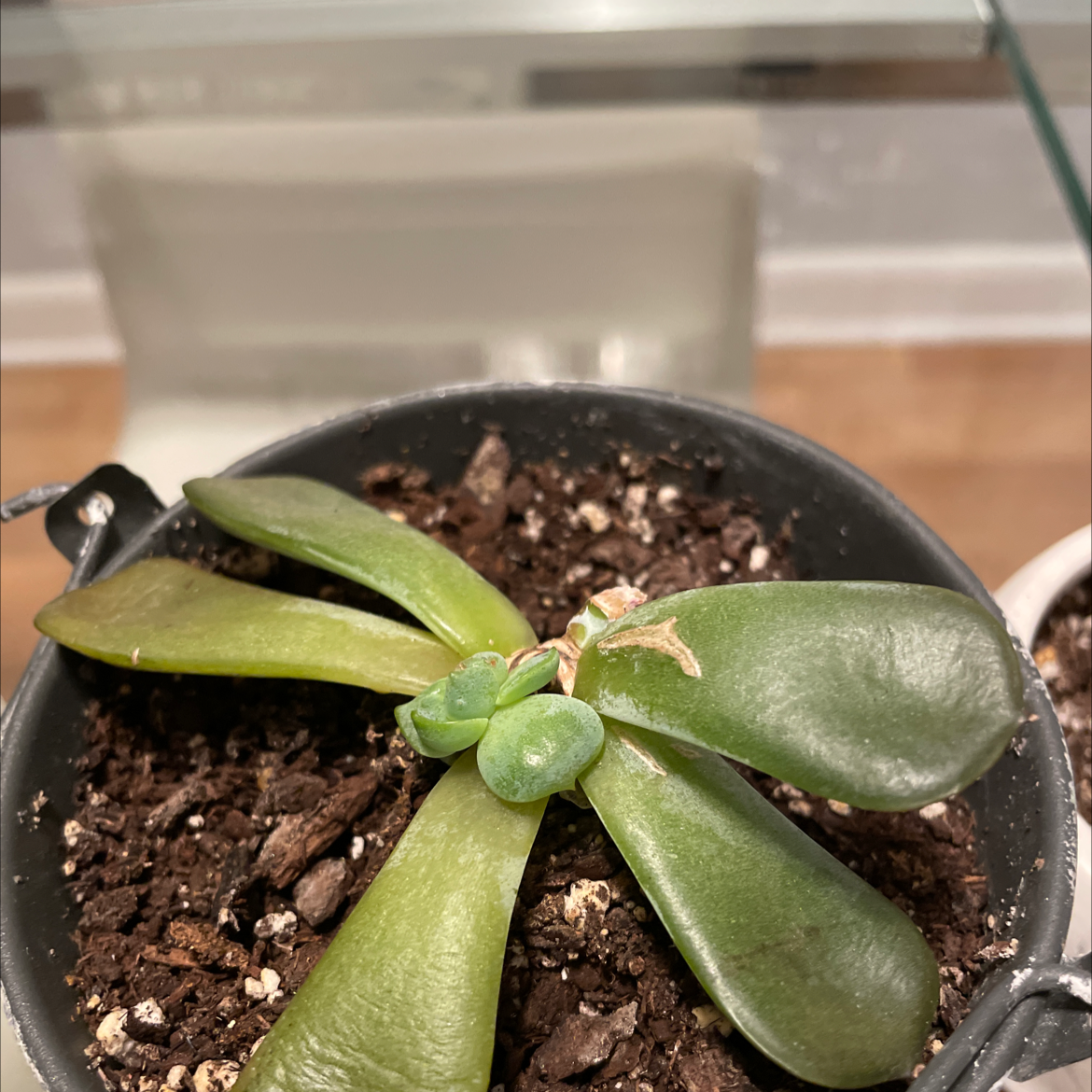 Photo of the plant species Echeveria 'Gusto' by Yudy named Sensy on Greg, the plant care app