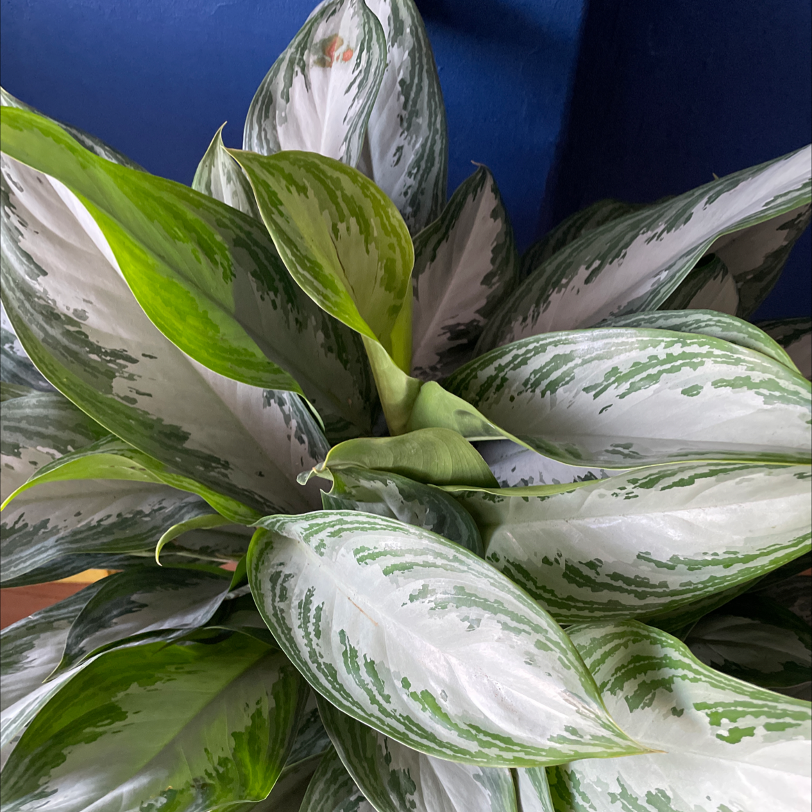 Healthy Aglaonema 'Silver Bay' plant with vibrant green and silver variegated leaves.