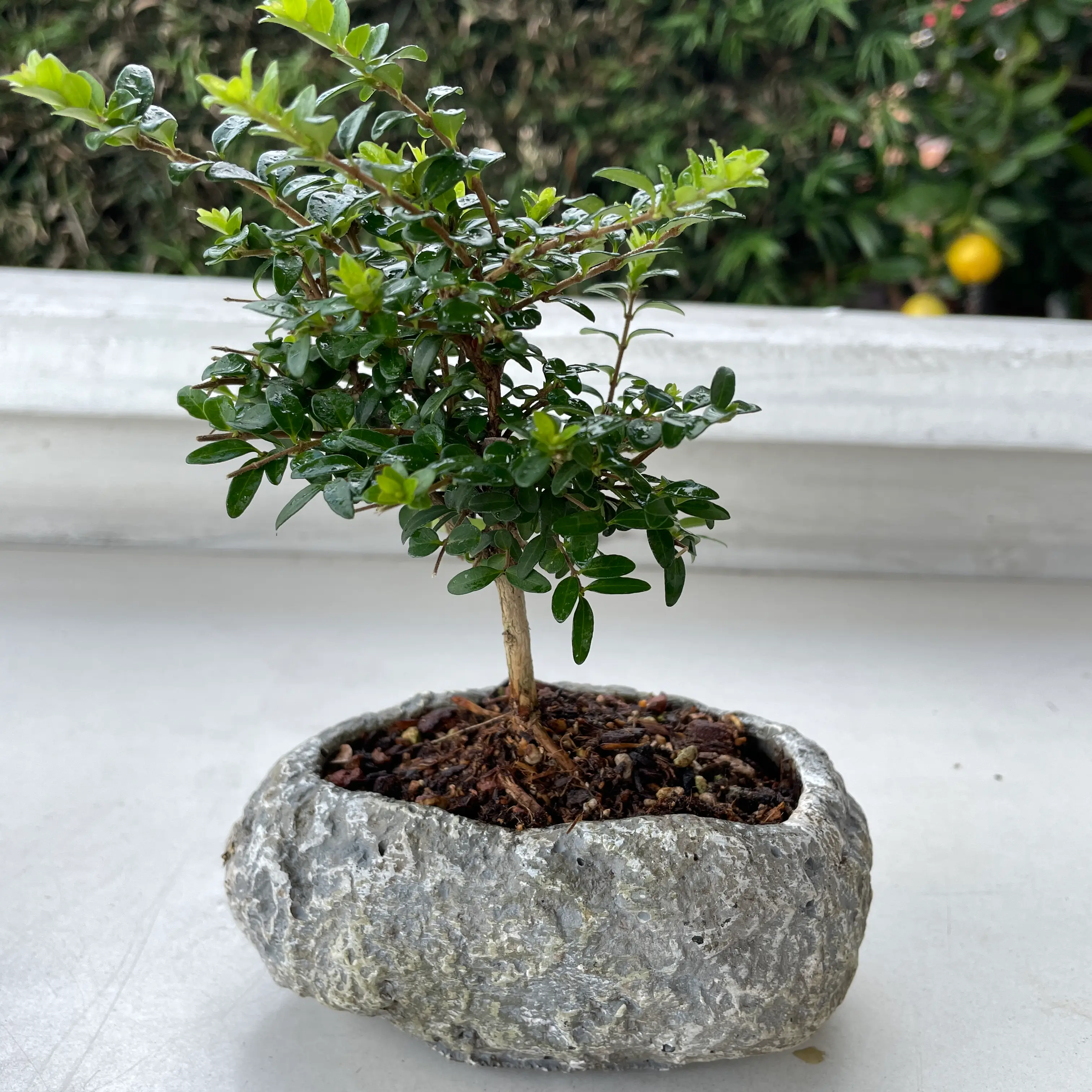 Photo of the plant species Box honeysuckle by @RestfulIcarus named Bon Bon on Greg, the plant care app