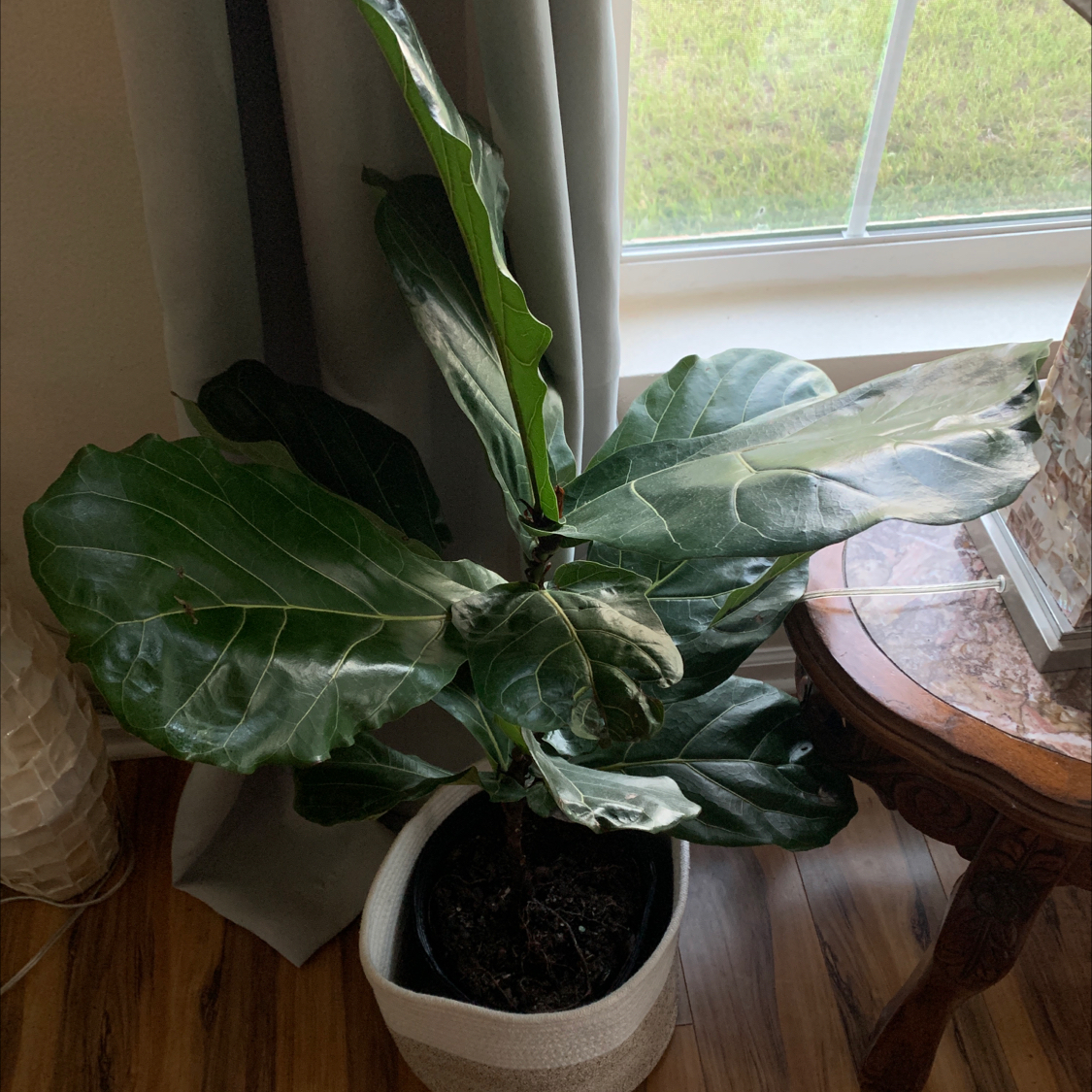 Fiddle Leaf Fig plant photo by @Herndonv97 named Big fiddle on Greg, the plant care app.
