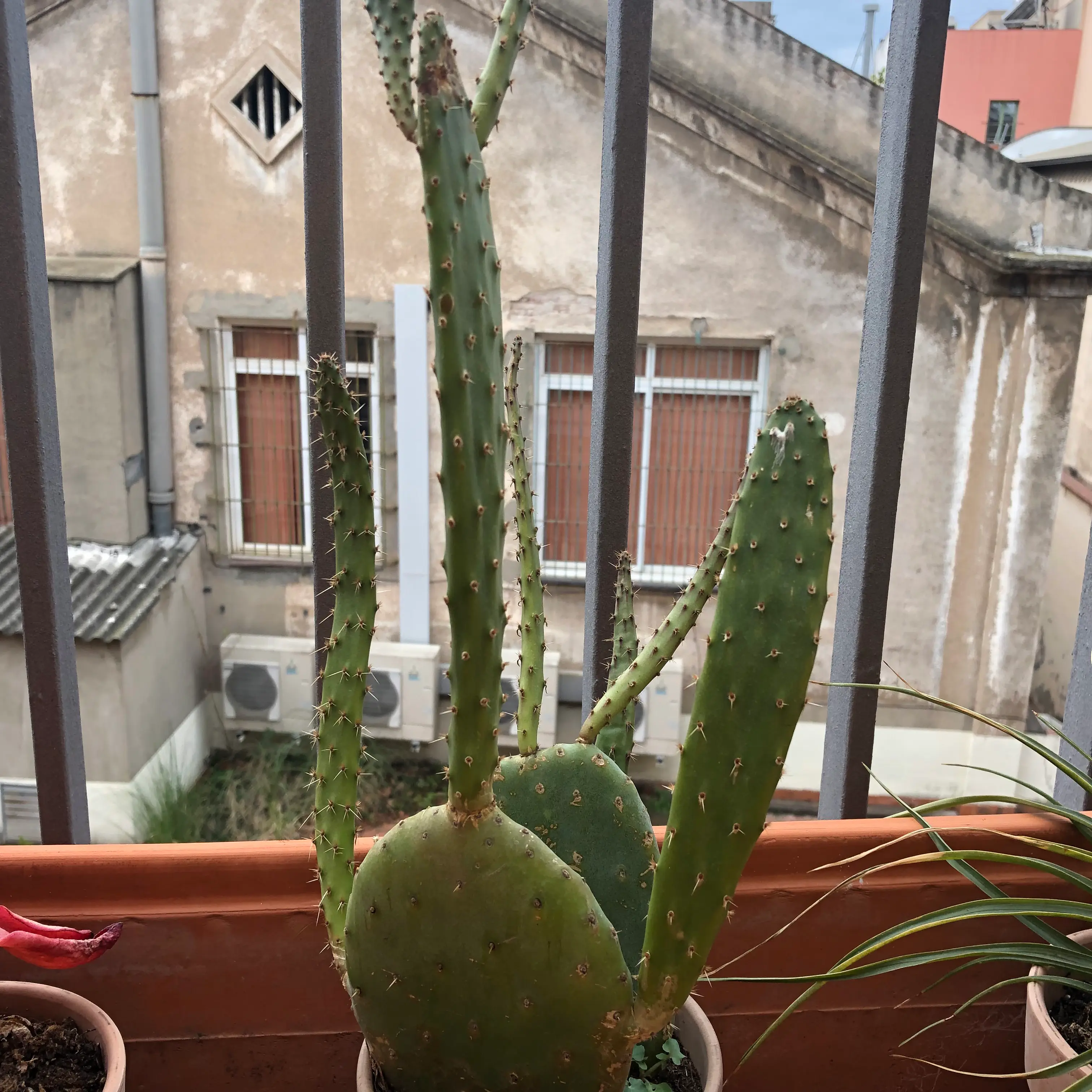 Brittle Prickly Pear cactus in a pot on a balcony with buildings in the background.