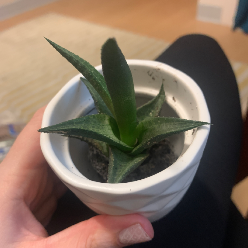 Crassula mesembryanthemoides plant in a white pot, held by a hand.