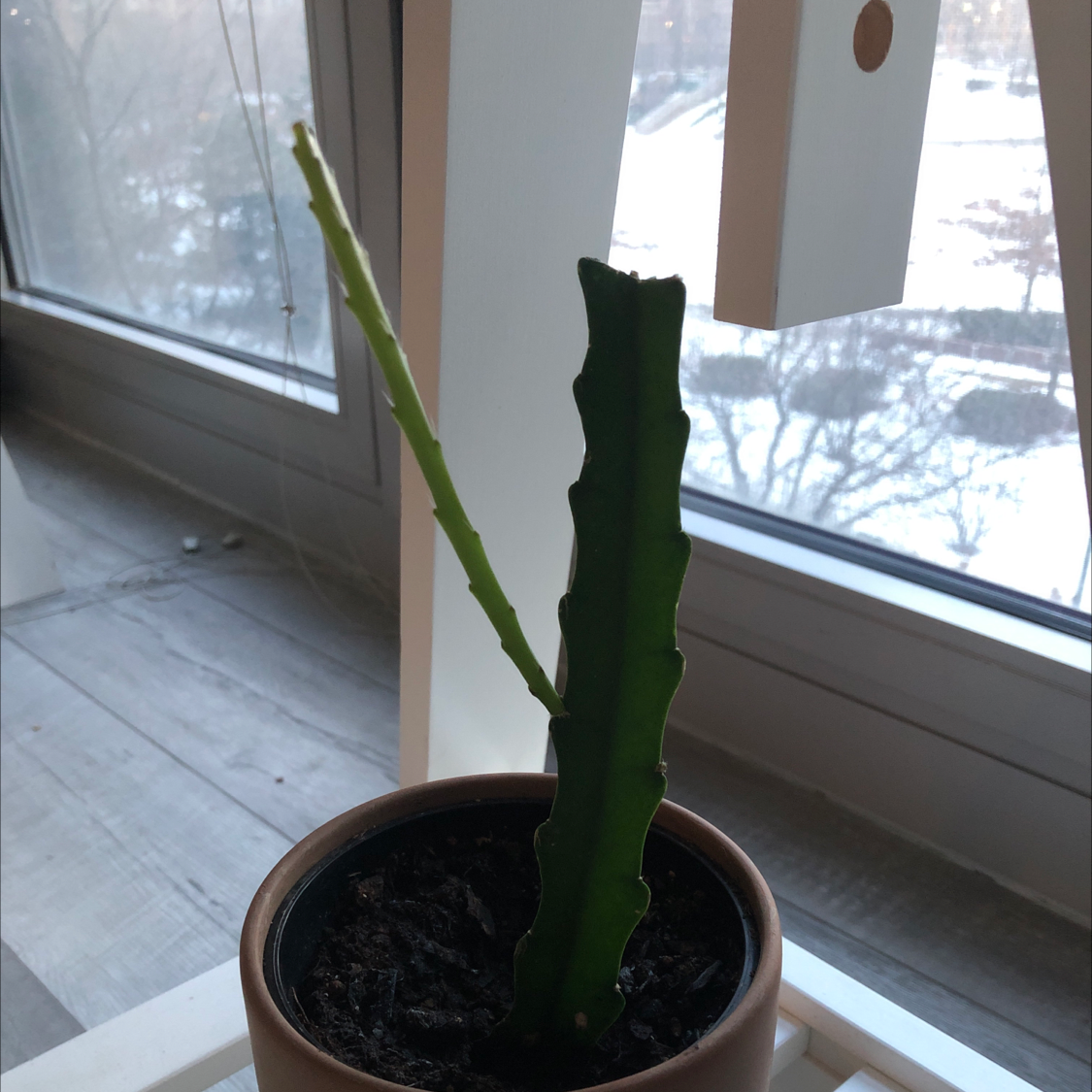 Potted Hedge Cactus on a windowsill with a snowy outdoor background.