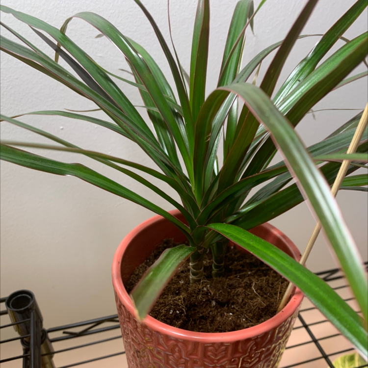 A healthy Magenta Dragon Tree in a red pot with visible soil.