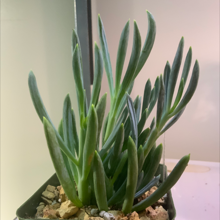 Healthy Narrow-Leaf Chalksticks plant with elongated, narrow leaves in a pot.