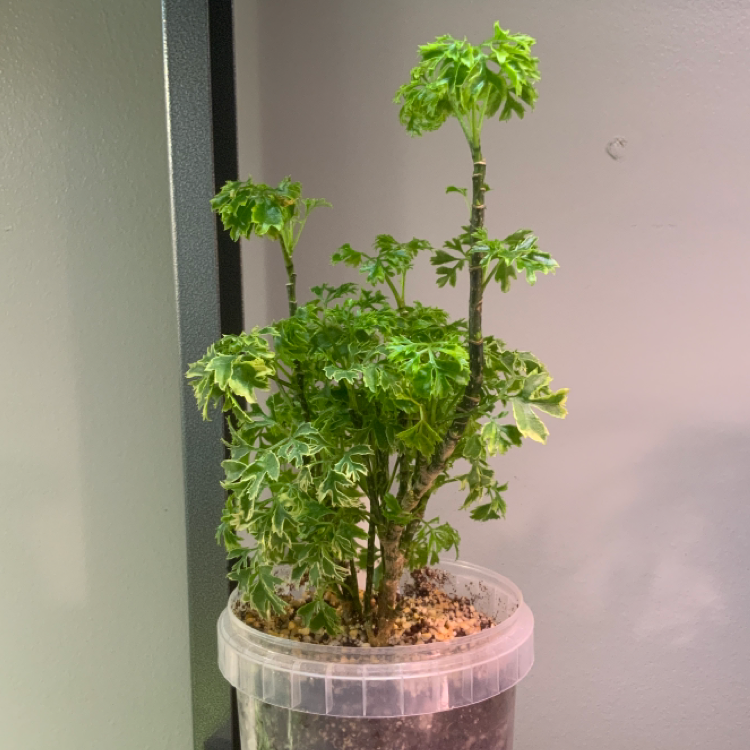 Ming Aralia plant in a clear plastic pot with vibrant green leaves.
