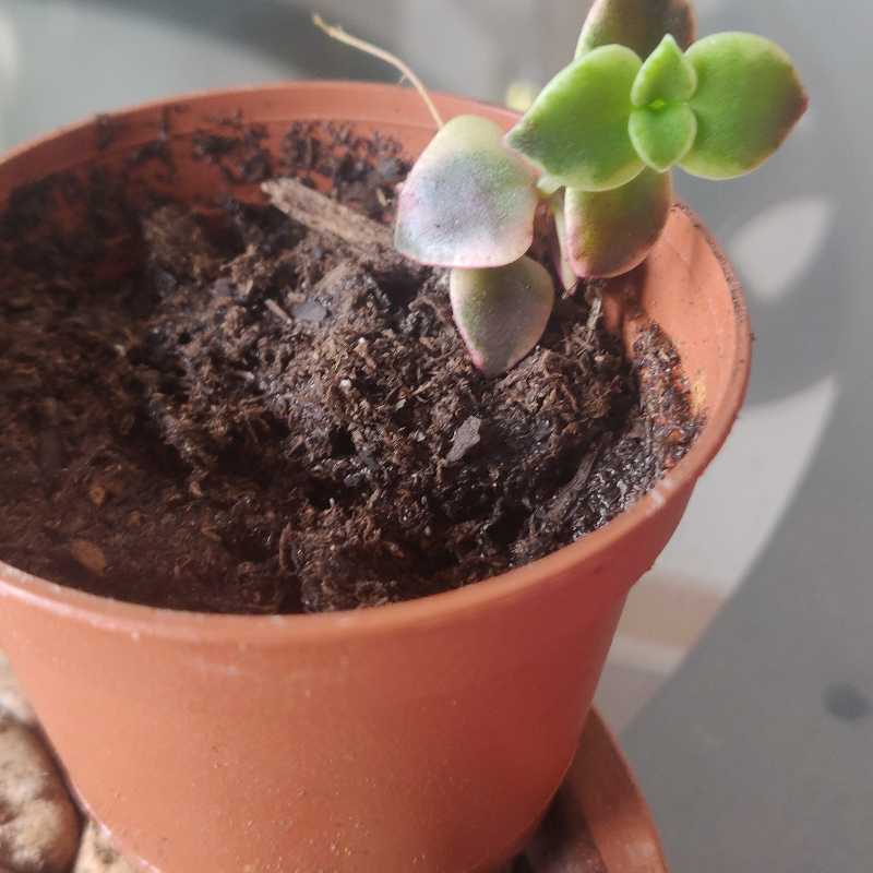 Lucky
