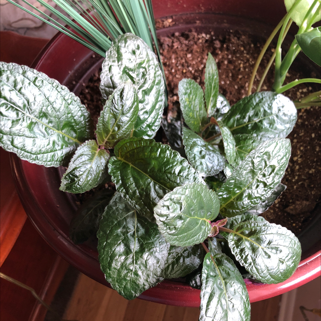 Healthy Waffle Plant in a pot with visible soil and glossy leaves.
