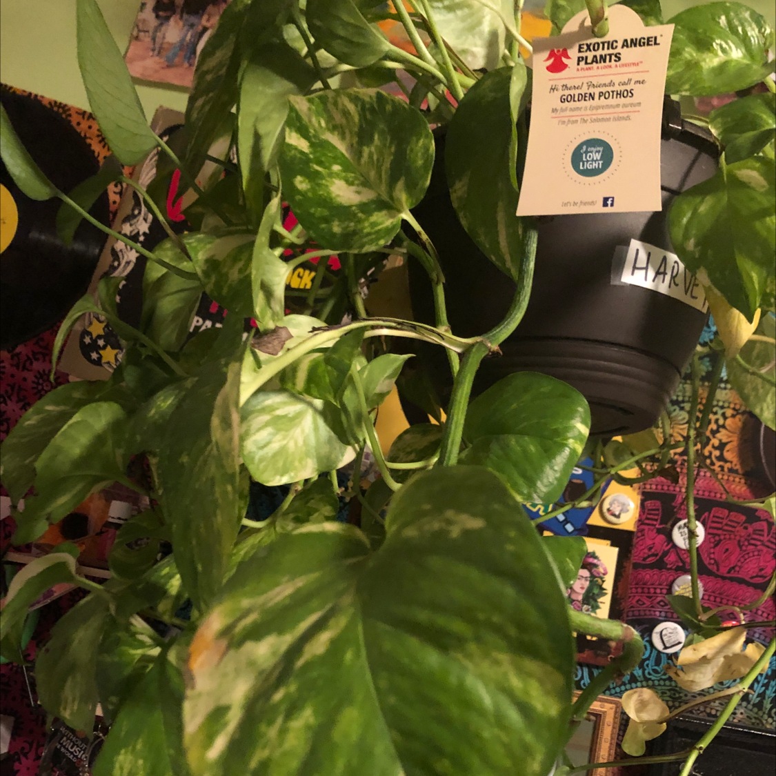 Taro Vine plant photo by @altplantmom named harvey on Greg, the plant care app.