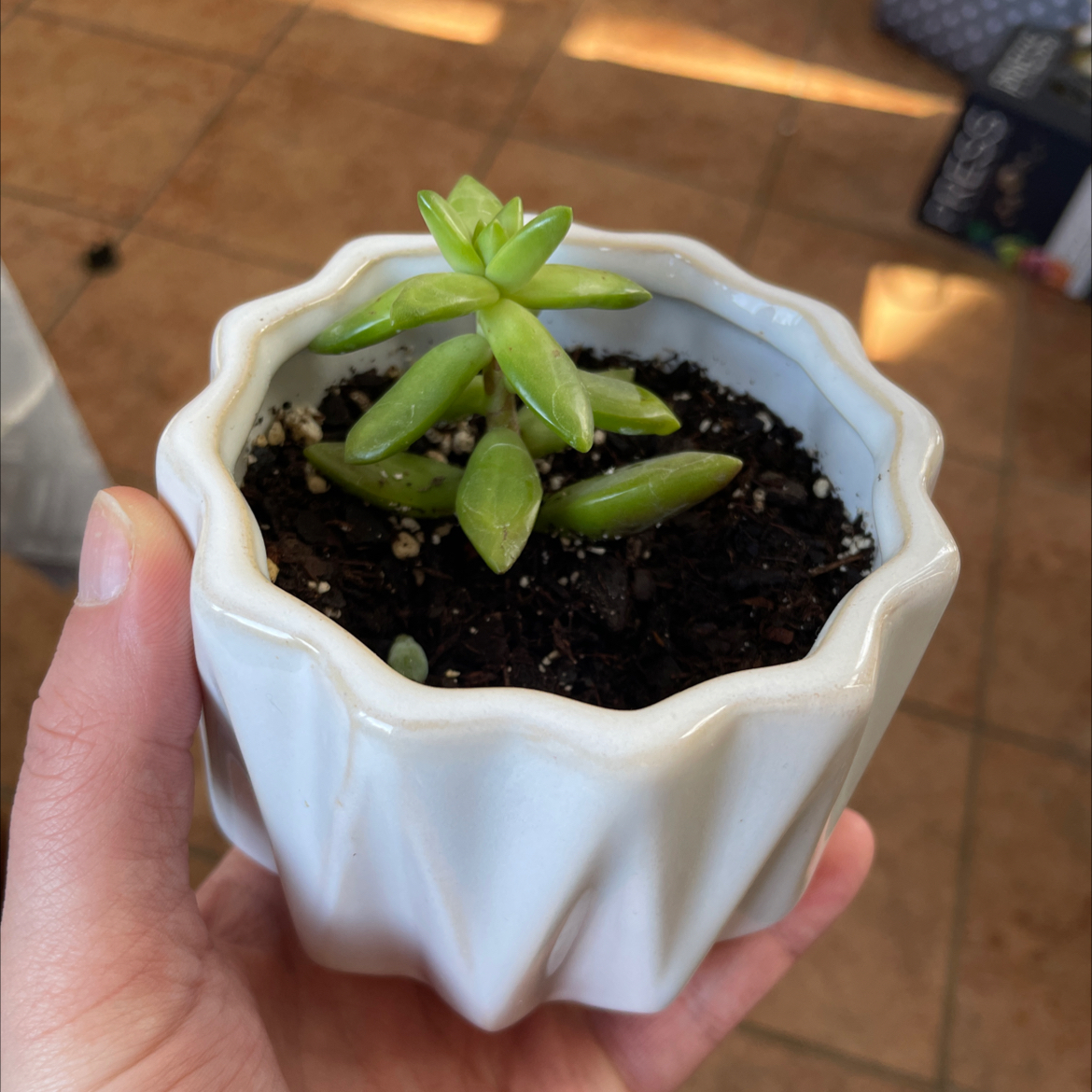 Sedum adolphi 'Sunset' plant in a white pot held by a hand.