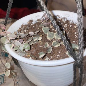String of Hearts plant photo by @SteelesGarden named Varigated String Of Hearts on Greg, the plant care app.
