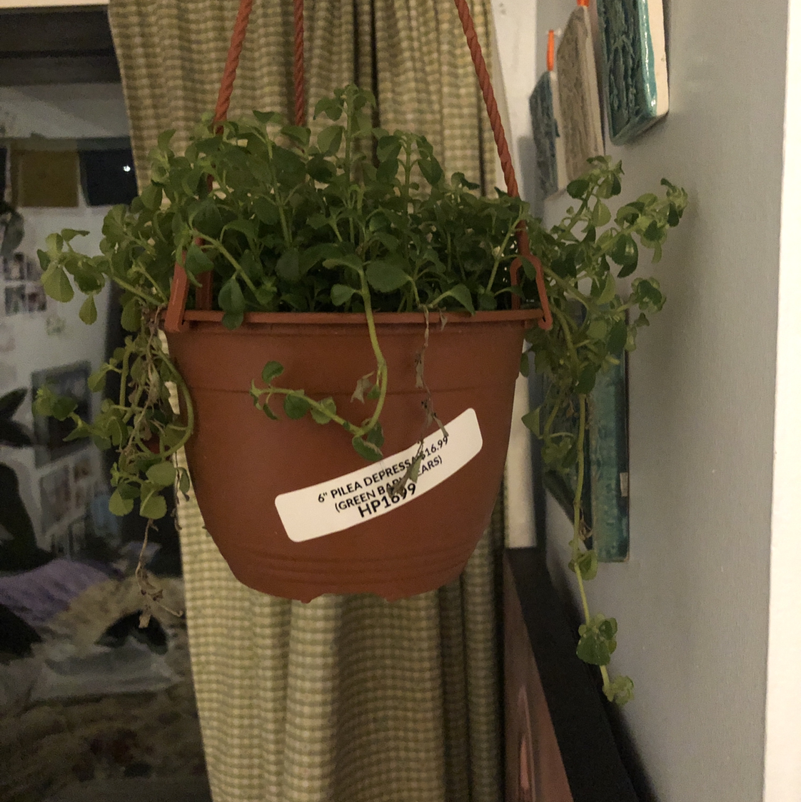 A healthy Pilea Baby Tears plant in a hanging terracotta pot, with small round leaves trailing down in front of a window.
