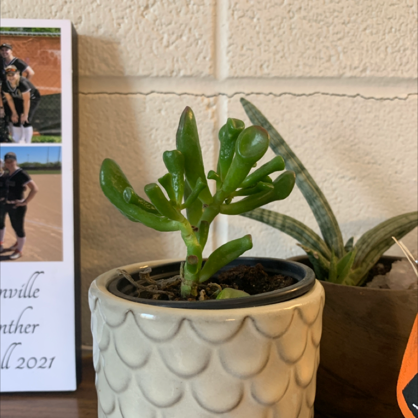 Gollum Jade plant in a decorative pot with visible soil, no flowers, and vibrant green leaves.