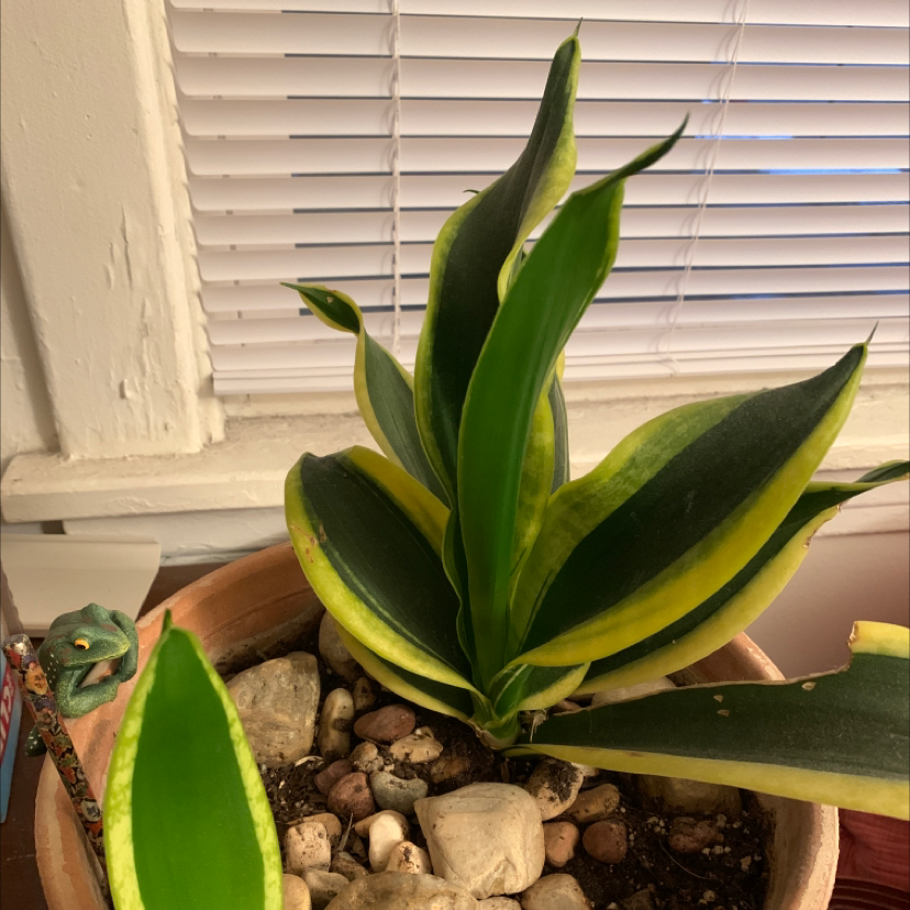 Snake Plant plant photo by @ZoeCouvillion named Little Momma on Greg, the plant care app.