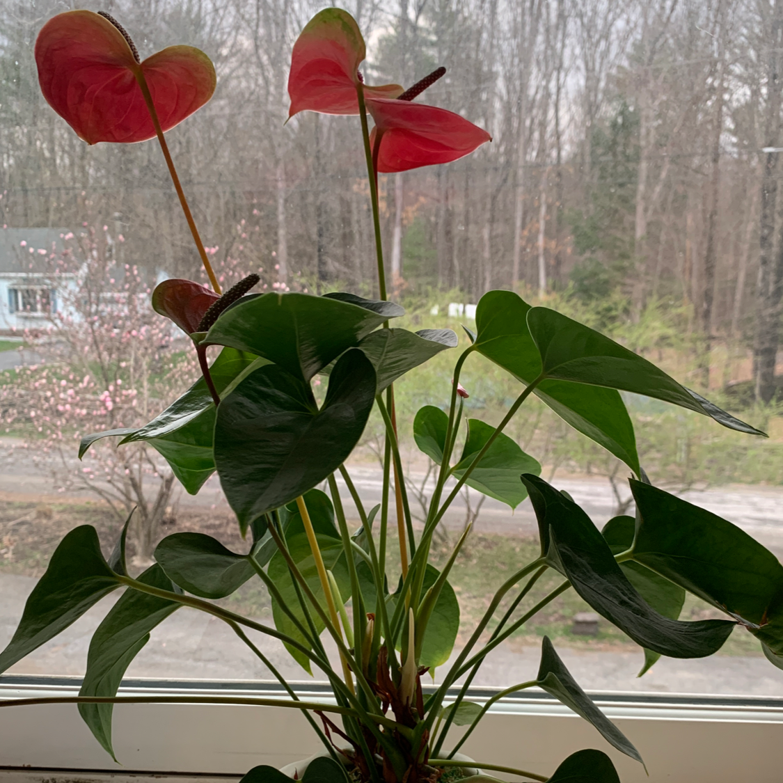Healthy Anthurium plant with glossy green heart-shaped leaves and vibrant red spathes, on a windowsill.