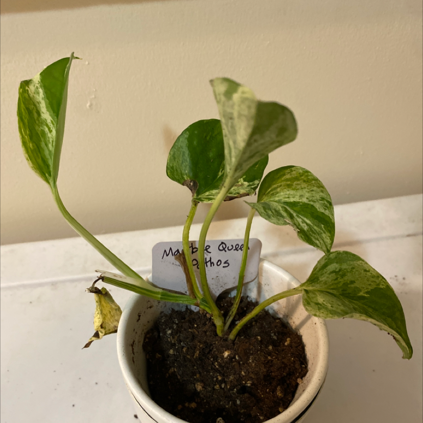 Marble Queen Pothos plant photo by @TopdrawerRadish named Marlene on Greg, the plant care app.