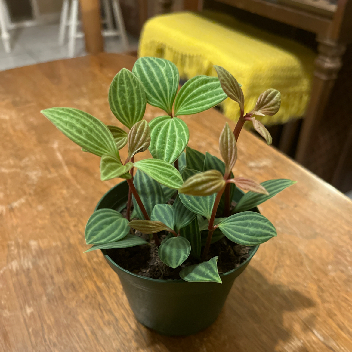 Healthy parallel peperomia plant in a small pot with vibrant leaves and distinct parallel veins.