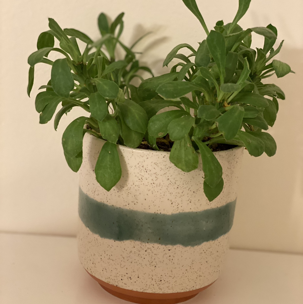 Potted Brompton Stock plant with healthy green leaves in a white and green pot.