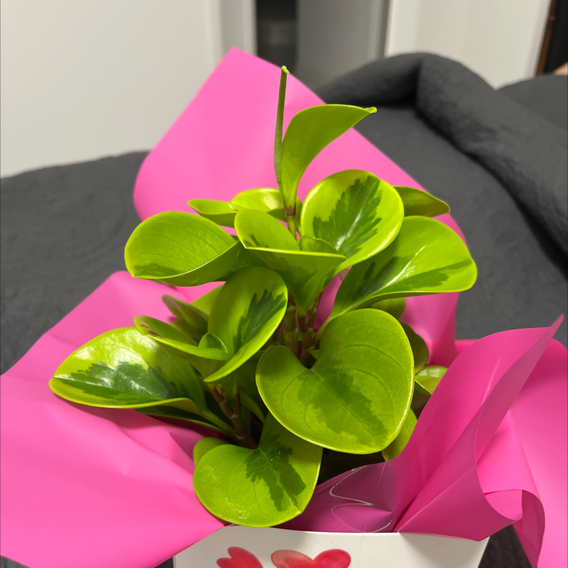 Lemon Lime Peperomia plant with vibrant green variegated leaves, wrapped in pink paper.