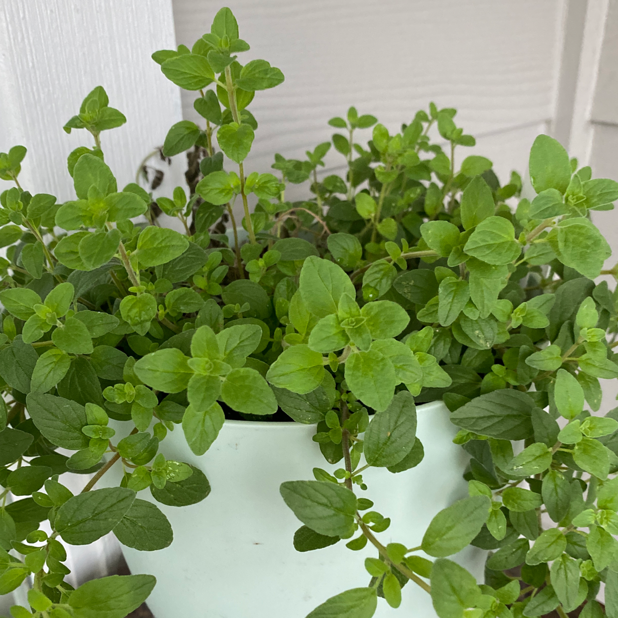 A potted oregano plant with lush, bright green foliage growing densely, appearing very healthy and thriving.
