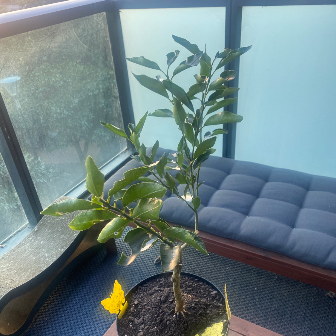 Potted Mandarin orange plant with green leaves in a well-lit indoor area.
