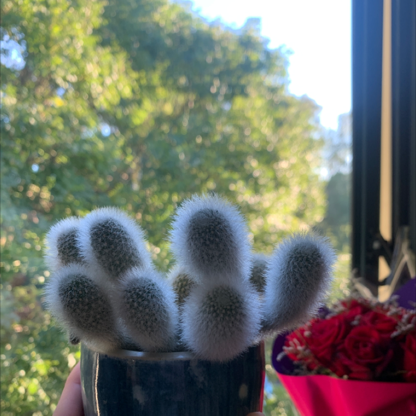 Rattail Nipple Cactus in a pot, held by a hand, with greenery and flowers in the background.
