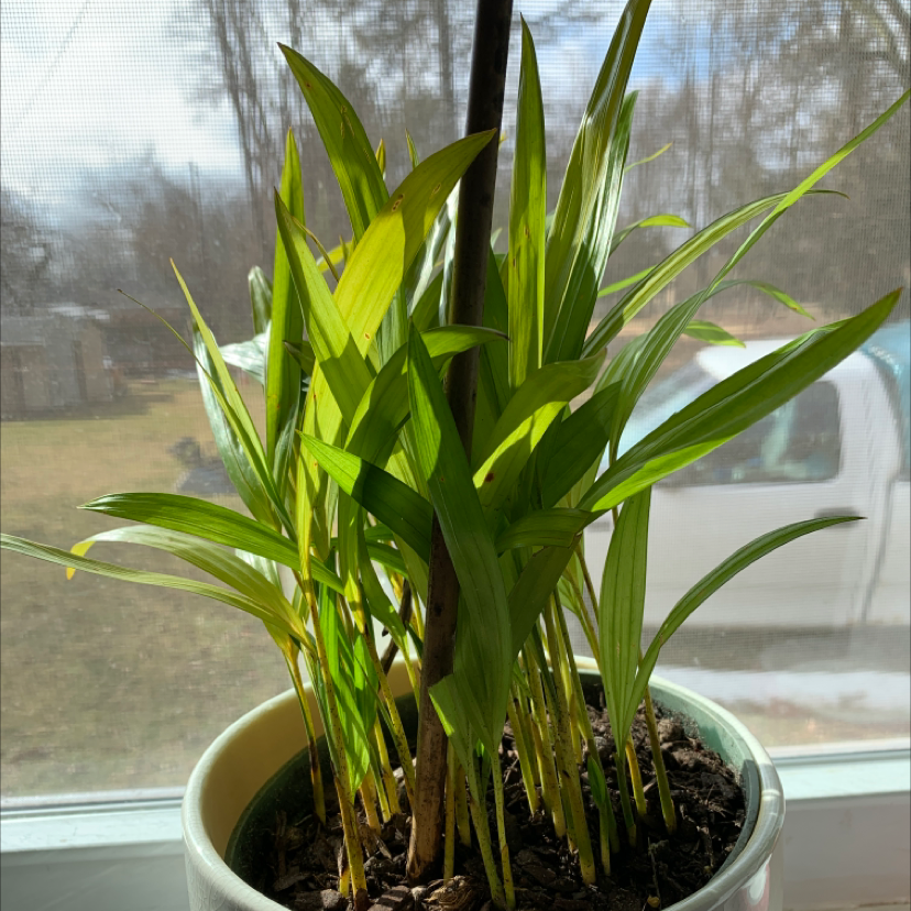 A healthy Kentia Palm in a white pot on a windowsill, with bright green fronds and visible dark soil in the pot.