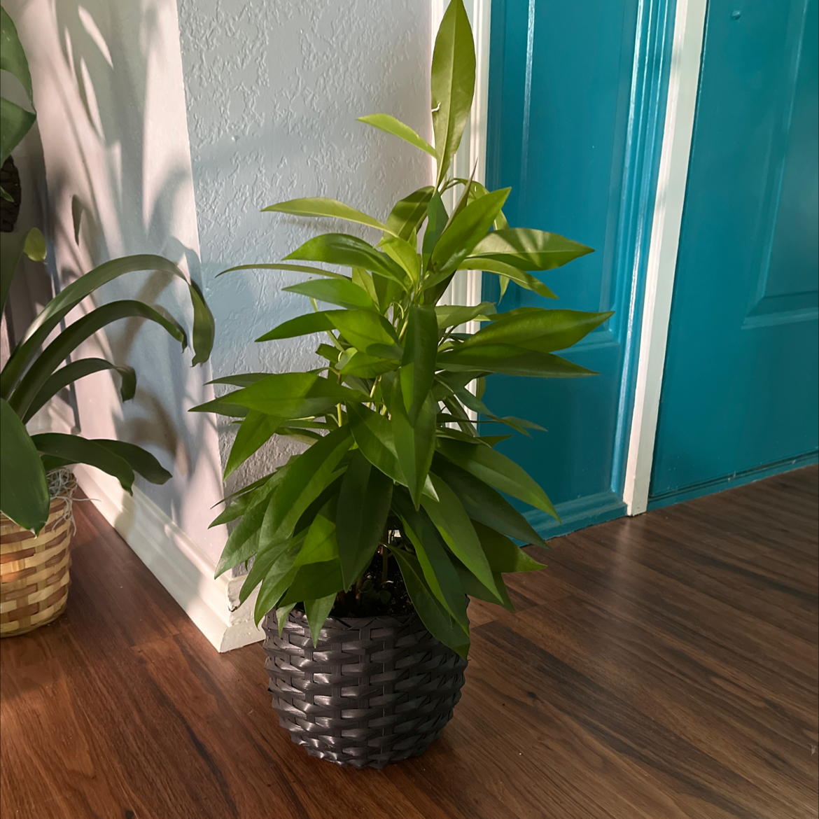 Healthy Shoebutton plant in a woven pot, placed indoors on a wooden floor.