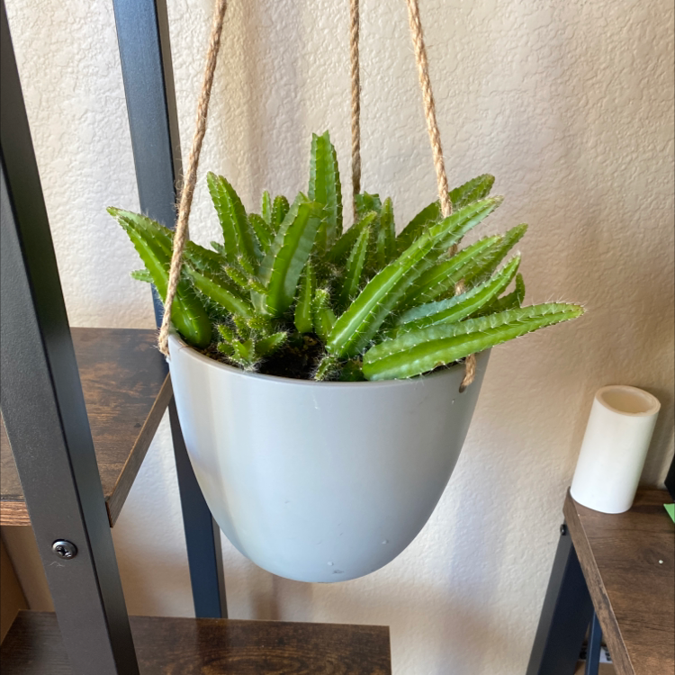 Healthy Zulu Giant plant in a hanging pot with vibrant green leaves.
