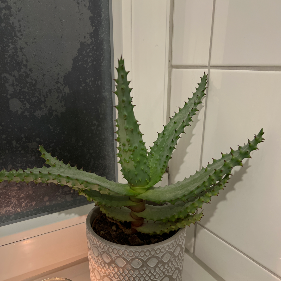 Cape Aloe plant in a decorative pot on a windowsill, appearing healthy.