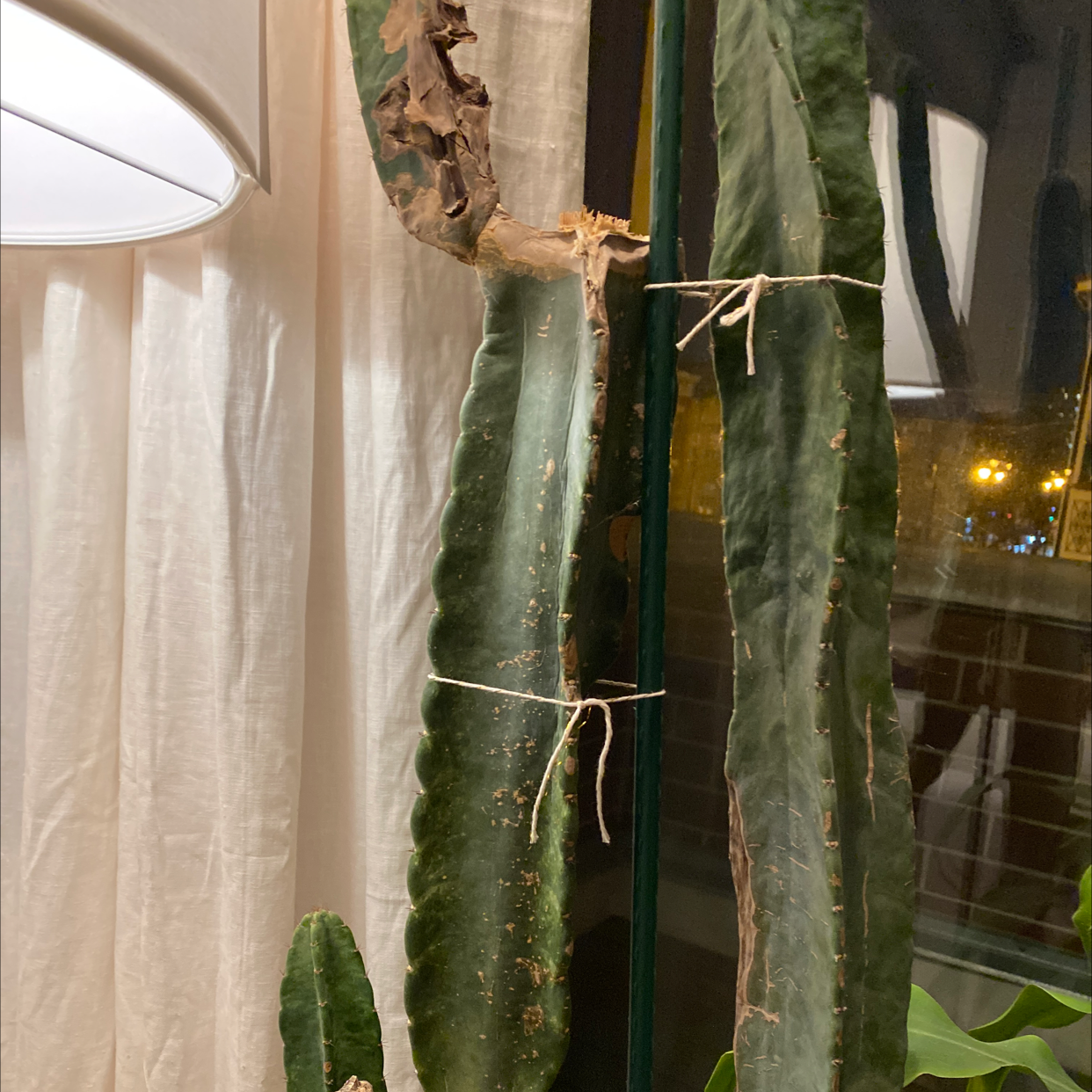 Hedge Cactus with ribbed stems, some browning at the top, indoors near a window.