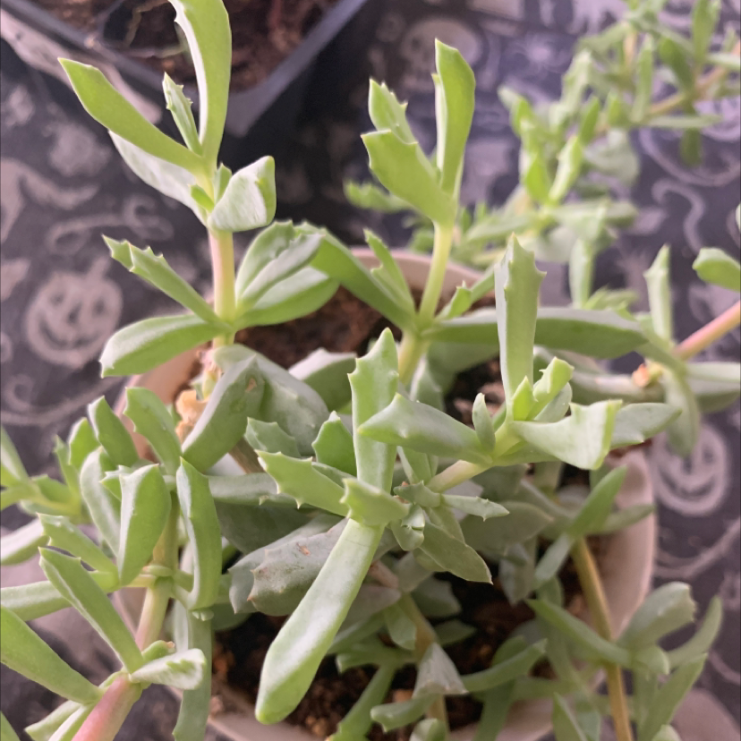 Your plant