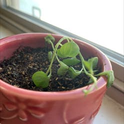 Baby's Tears plant