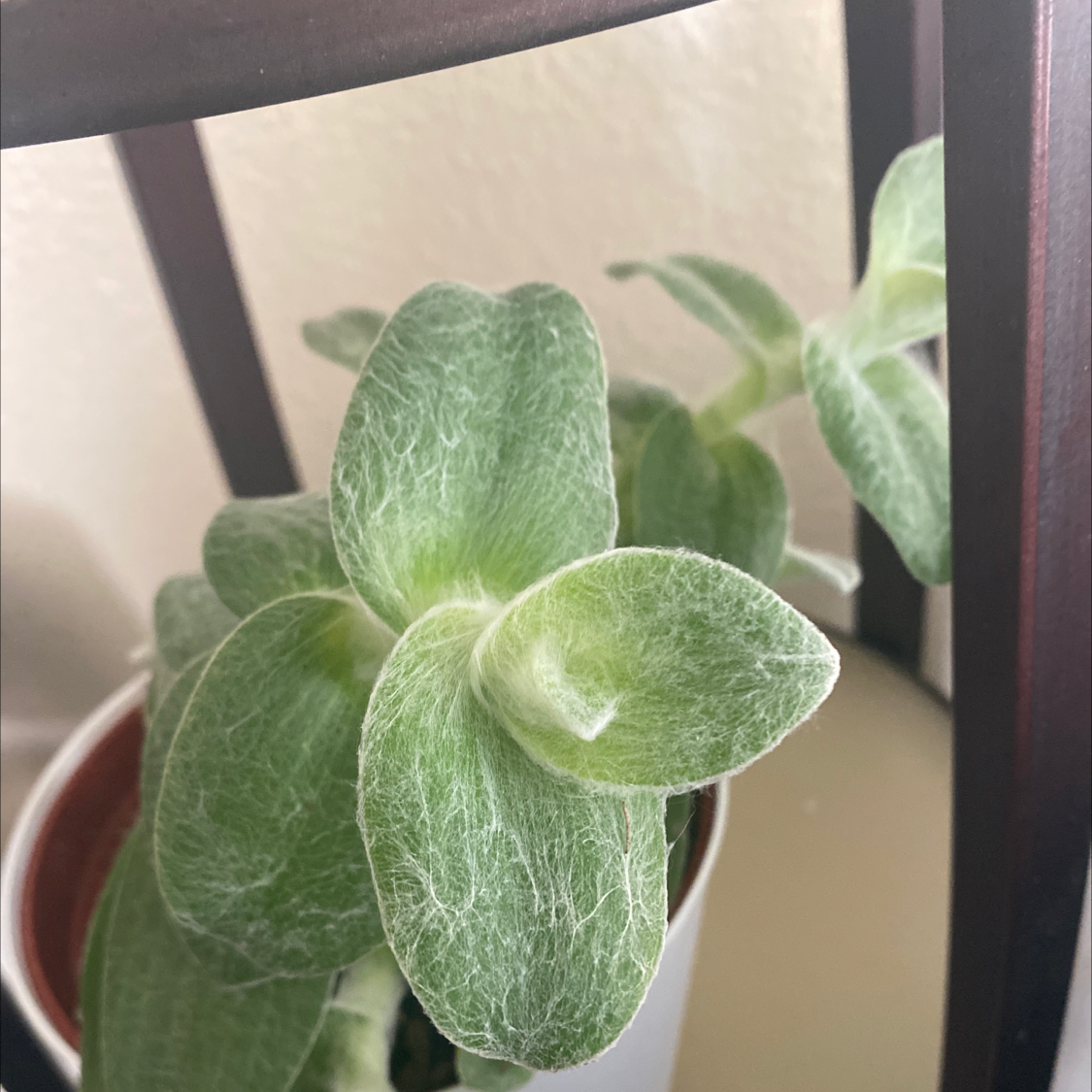 Photo of the plant species White Velvet by Julie named Maya on Greg, the plant care app