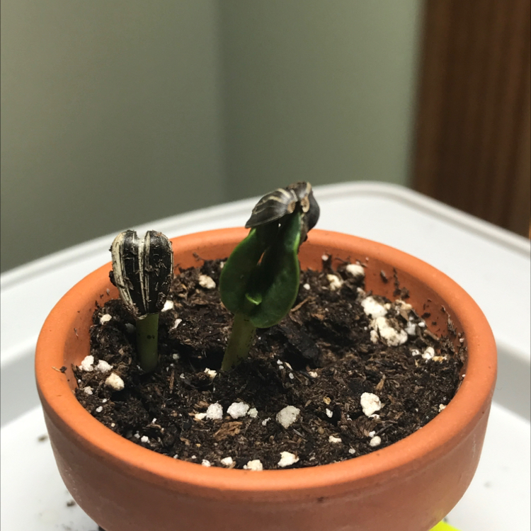 Sunflower seedling with two green seed leaves growing in a small terracotta pot filled with dark soil and white pebbles.